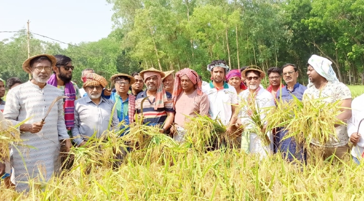 নেতাকর্মীদের সঙ্গে নিয়ে কৃষকের
ধান কেটে দিলেন এমপি তানভীর